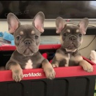 francouzsk�ho buldo�ka.