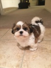 �t��ata SHIH TZU