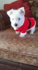�t��ata West Highland White Terriers