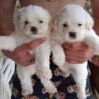 �t��ata bi�onka