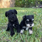 mal�ch kn�ra��