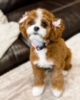 �t��ata Cavapoo