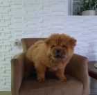 �au �au �t��ata na prodej