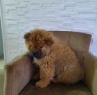 �au �au �t��ata na prodej