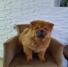 �au �au �t��ata na prodej