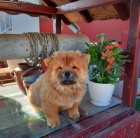 �au �au �t��ata na prodej