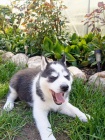 Sibi�sk� husky �t��ata Fenka