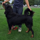 Tibetsk� doga �t��ata s PP FCI 2024-25