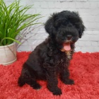 O�kovan� a od�erven� mini �t��ata portugalsk�ho vodn�ho psa k adopci