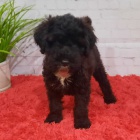 O�kovan� a od�erven� mini �t��ata portugalsk�ho vodn�ho psa k adopci