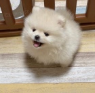 Prod�m �t��ata pomeraniana.