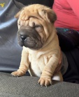 �t��ata o�kovan� shar-pei.