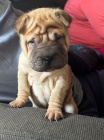�t��ata o�kovan� shar-pei.