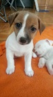 �t��ata jack russell teri�ra.