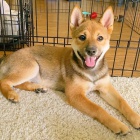 �t��ata shiba inu