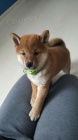 �t��ata shiba inu