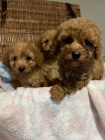 �t��ata Cavapoo