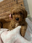 �t��ata Cavapoo