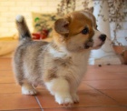 Prod�m kr�sn� �t���tka Cardigan Welsh corgi.