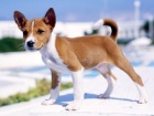 kr�sn� o�kovan� a od�erven� �t���tka Basenji