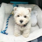 �t��ata West Highland White Terriers
