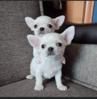 KR�SN� O�KOVAN� MINI �t��ata �ivavy