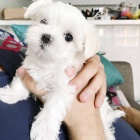 o�kovan� miniaturn� �t��ata malt�z�k�.