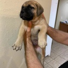 Prod�m �t��ata bullmastiffa