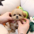 �t��ata Maltipoo