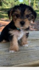 �T���TKO YORKIPOO