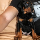 Dobrman - �t���tka