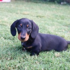 trpasli�� �t��ata hladkosrst�ho jezev��ka