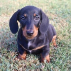 trpasli�� �t��ata hladkosrst�ho jezev��ka