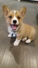 Prod�m �t��ata Pembroke Welsh Corgi