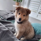 �t��ata �eltie k adopci