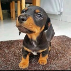 hladkosrst� �t��ata jezev��ka