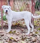 Feny americk�ho buldoka na prodej