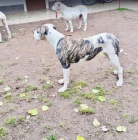 Feny americk�ho buldoka na prodej