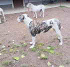 Feny americk�ho buldoka na prodej