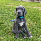 �t��ata n�meck� dogy