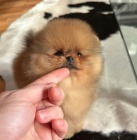 Prod�m �t��ata pomeraniana.