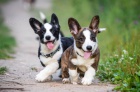kr�sn� �t���tka Cardigan Welsh corgi