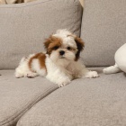 �t��ata SHIH TZU