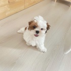 �t��ata SHIH TZU