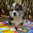 �t��ata Pembroke Welsh Corgi