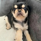 �t��ata panda mopse