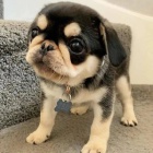 �t��ata panda mopse