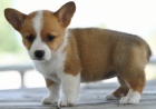 �t��ata Pembroke Welsh Corgi