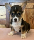 �t��ata Pembroke Welsh Corgi