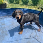 Dobrman - �t���tka